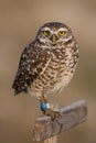 Burrowing Owl Royalty Free Stock Photo