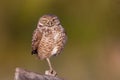 Burrowing Owl Royalty Free Stock Photo