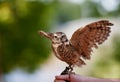 Burrowing Owl