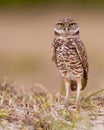 Burrowing owl Royalty Free Stock Photo