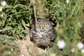 A burrowing owl Royalty Free Stock Photo