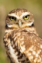 Burrowing Owl