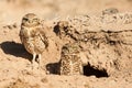 Burrowing Owl Royalty Free Stock Photo