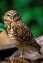 Burrowing Owl Royalty Free Stock Photo