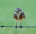 Burrowing Owl