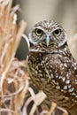 Burrowing Owl