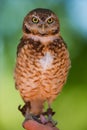 Burrowing owl