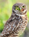 Burrowing Owl Royalty Free Stock Photo