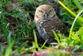 Burrowing owl