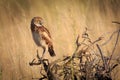 Burrowing Owl in afternoon light Royalty Free Stock Photo