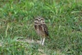 Burrowing owl Royalty Free Stock Photo