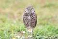 Burrowing Owl (athene cunicularia)