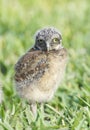 Burrowing Owl, Athene cunicularia Royalty Free Stock Photo