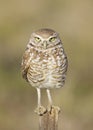 Burrowing Owl, Athene cunicularia Royalty Free Stock Photo