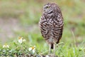 Burrowing Owl (athene cunicularia) Royalty Free Stock Photo