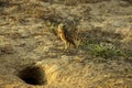 Burrowing Owl, athene cunicularia, Adult standing at Burrow Entrance, Los Lianos in Venezuela Royalty Free Stock Photo