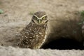 Burrowing Owl, athene cunicularia, Adult standing at Burrow Entrance, Los Lianos in Venezuela Royalty Free Stock Photo