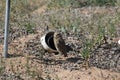 Burrowing Owl Athene cunicularia 3 Royalty Free Stock Photo