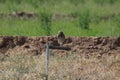 Burrowing Owl Athene cunicularia 1 Royalty Free Stock Photo