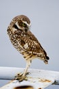 Burrowing Owl: Athene Cunicularia