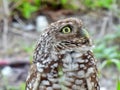 Burrowing Owl (Athene cunicularia) Royalty Free Stock Photo