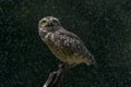 Burrowing owl Athene cunicularia cooling in the rain. Standing on a branch in heavy rain.