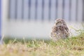 Burrowing owl Athene cunicularia cub. Royalty Free Stock Photo