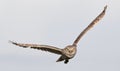 Burrowing owl Athene cunicularia in flight