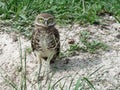 Florida burrowing owl Royalty Free Stock Photo