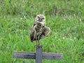 Athene cunicularia floridana Royalty Free Stock Photo