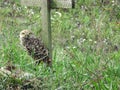 Burrowing Owl Royalty Free Stock Photo