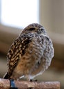 Burrowing Owl (Athene cunicularia) - Found in grasslands and open areas of western North & South America Royalty Free Stock Photo