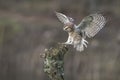 Burrowing owl Athene cunicularia landing on a branch. Noord Brabant in the Netherlands. Background with writing space