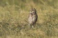 Burrowing Owl , Athene cunicularia, Royalty Free Stock Photo