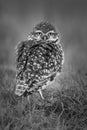 Burrowing Owl , Athene cunicularia, looking at the camera, La pampa Province, Royalty Free Stock Photo