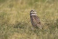 Burrowing Owl , Athene cunicularia, looking at the camera, La pampa Province, Royalty Free Stock Photo