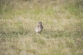 Burrowing Owl , Athene cunicularia, looking at the camera, La pampa Province, Royalty Free Stock Photo