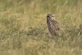 Burrowing Owl , Athene cunicularia, looking at the camera, La pampa Province, Royalty Free Stock Photo