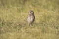 Burrowing Owl , Athene cunicularia, looking at the camera, La pampa Province, Royalty Free Stock Photo