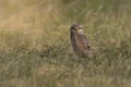 Burrowing Owl , Athene cunicularia, looking at the camera, La pampa Province, Royalty Free Stock Photo