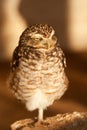 Burrowing Owl, Athene cunicularia, looking to right Royalty Free Stock Photo