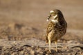 Burrowing Owl, Athene cunicularia