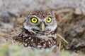 Burrowing Owl (athene cunicularia)