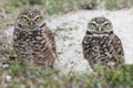 Burrowing Owl (athene cunicularia) Royalty Free Stock Photo