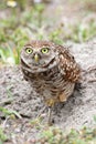 Burrowing Owl (athene cunicularia)