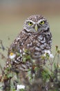 Burrowing Owl (athene cunicularia)