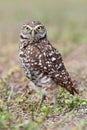 Burrowing Owl (athene cunicularia) Royalty Free Stock Photo