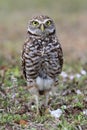 Burrowing Owl (athene cunicularia) Royalty Free Stock Photo