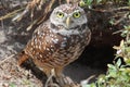 Burrowing Owl (athene cunicularia) Royalty Free Stock Photo