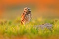 Burrowing Owl, Athene cunicularia, night bird with beautiful evening sun, animal in the nature habitat, Mato Grosso, Pantanal, Bra